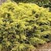 Landscape Plants>Roger's Gardens Juniperus Pfitz. 'sea Of Gold'® Pp - Sea Of Gold Juniper - 5 Gallon