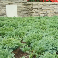 Landscape Plants>Roger's Gardens Juniperus Sabina 'Moor Dense'® - Moor-Dense Juniper - 1 Gallon