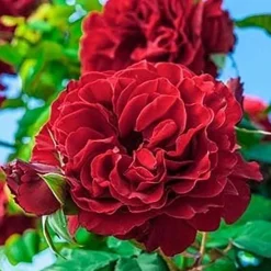 Roses>Roger's Gardens Lady In Red - 5 Gallon