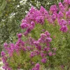 Landscape Plants>Roger's Gardens Lagerstroemia 'Petite Orchid'™ - Petite Orchid Crape Myrtle - 5 Gallon
