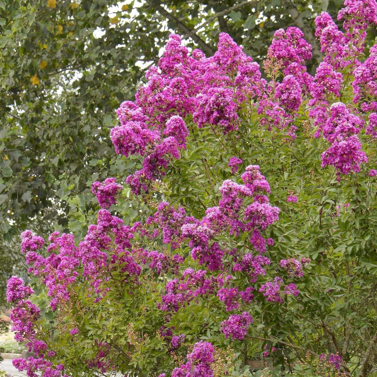 Landscape Plants>Roger's Gardens Lagerstroemia 'Petite Orchid'™ - Petite Orchid Crape Myrtle - 5 Gallon