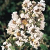 Landscape Plants>Roger's Gardens Lagerstroemia 'Petite Snow'™ - Petite Snow Crape Myrtle - 5 Gallon