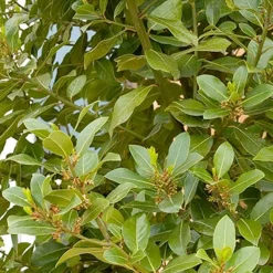 Landscape Plants>Roger's Gardens Laurus Nobilis - Sweet Bay - 1 Gallon