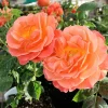 Roses>Roger's Gardens Livin' Easy - 5 Gallon
