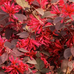 Landscape Plants>Roger's Gardens Loropetalum 'Ever Red'® - Ever Red Fringe Flower - 5 Gallon
