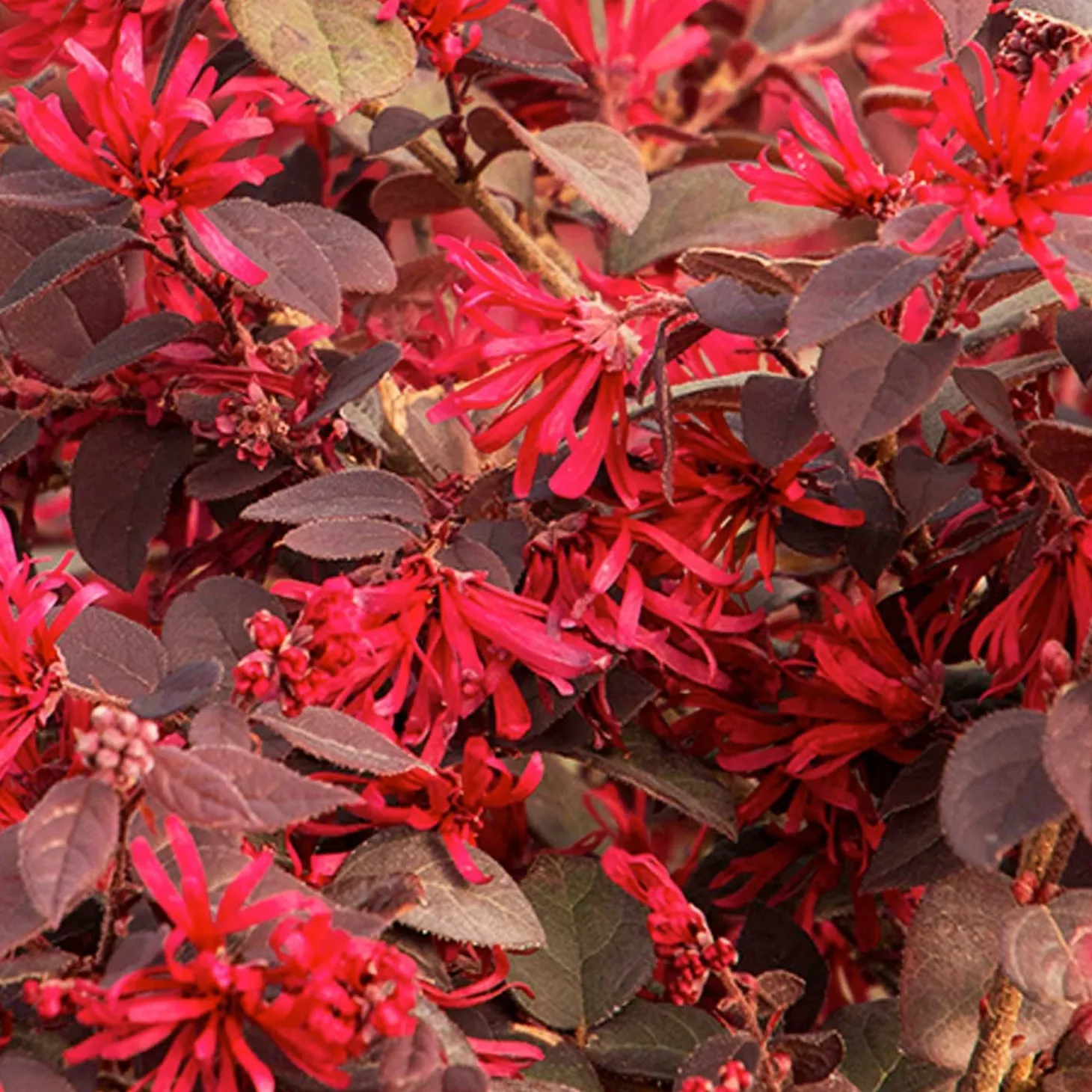 Landscape Plants>Roger's Gardens Loropetalum 'Ever Red'® - Ever Red Fringe Flower - 5 Gallon