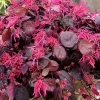 Landscape Plants>Roger's Gardens Loropetalum 'Jazz Hands'® Pp - Jazz Hands Bold Chinese Fringe Flower - 2 Gallon