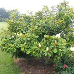 Landscape Plants>Roger's Gardens Magnolia 'Baby Grand'® - Baby Grand Magnolia - 5 Gallon