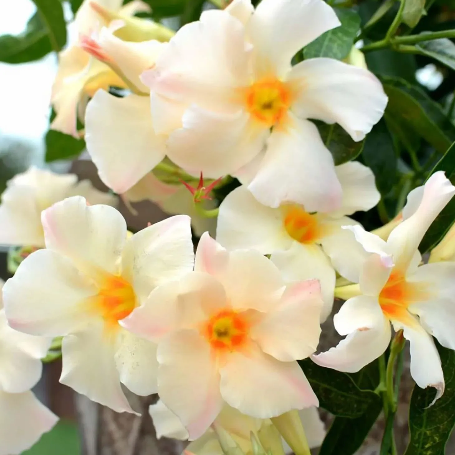Landscape Plants>Roger's Gardens Mandevilla 'sun Apricot'® - Sun Parasol Apricot Mandevilla - 2 Gallon