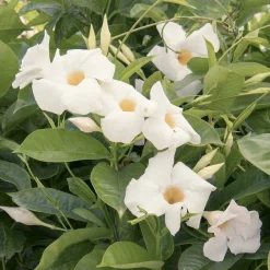Landscape Plants>Roger's Gardens Mandevillea 'Giant White'® - Sun Parasol Giant White Mandevilla - 2 Gallon