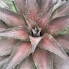 Landscape Plants>Roger's Gardens Mangave 'Red Wing' Pp - Red Wing Mangave - 2 Gallon