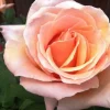 Roses>Roger's Gardens Medallion - 5 Gallon