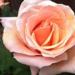 Roses>Roger's Gardens Medallion - 5 Gallon