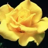 Roses>Roger's Gardens Midas Touch - 5 Gallon