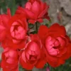 Roses>Roger's Gardens Milano Kolorscapes - 5 Gallon