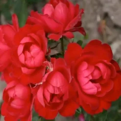 Roses>Roger's Gardens Milano Kolorscapes - 5 Gallon