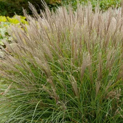 Landscape Plants>Roger's Gardens Miscanthus 'Gracillimus' - Graceful Maiden Grass - 5 Gallon