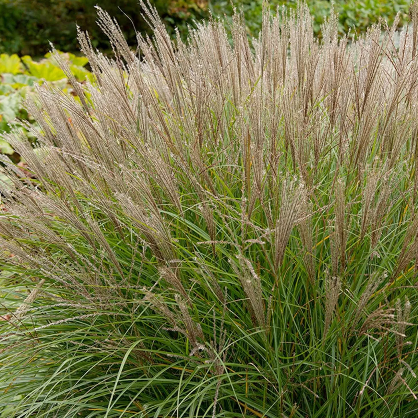 Landscape Plants>Roger's Gardens Miscanthus 'Gracillimus' - Graceful Maiden Grass - 5 Gallon