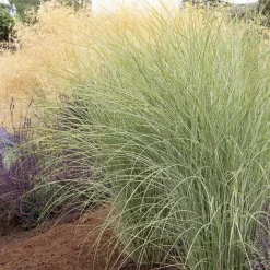 Landscape Plants>Roger's Gardens Miscanthus 'Morning Light' - Morning Light Maiden Grass - 2 Gallon