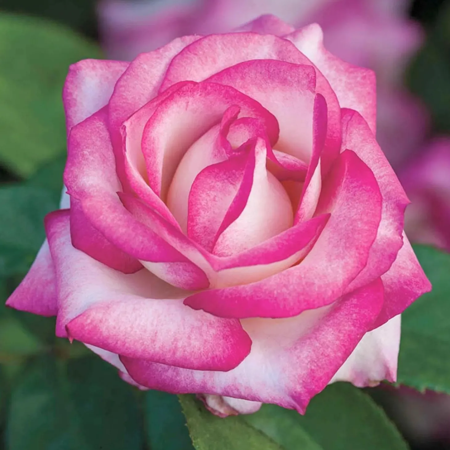 Roses>Roger's Gardens Miss Congeniality - 5 Gallon