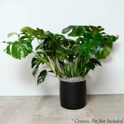 Indoor Plants>Roger's Gardens Monstera Deliciosa - 10In