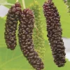 Fruit Trees>Roger's Gardens Morus Alba - 'Pakistan' (Black Fruiting) - #15 Gallon