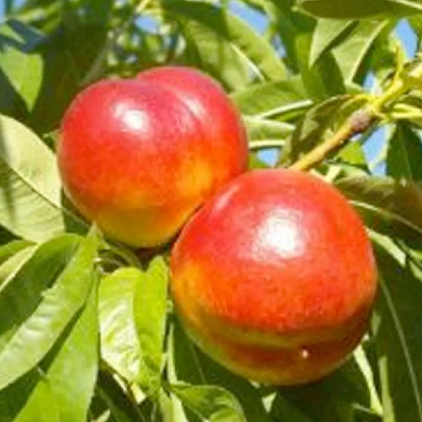 Fruit Trees>Roger's Gardens Nectarine 'Arctic Star White' - Semi-Dwarf - #15 Gallon