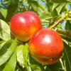 Fruit Trees>Roger's Gardens Nectarine 'Arctic Star White' - Semi-Dwarf - 24" Box