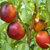 Fruit Trees>Roger's Gardens Nectarine 'Garden Delight' - Miniature - #7 Gallon