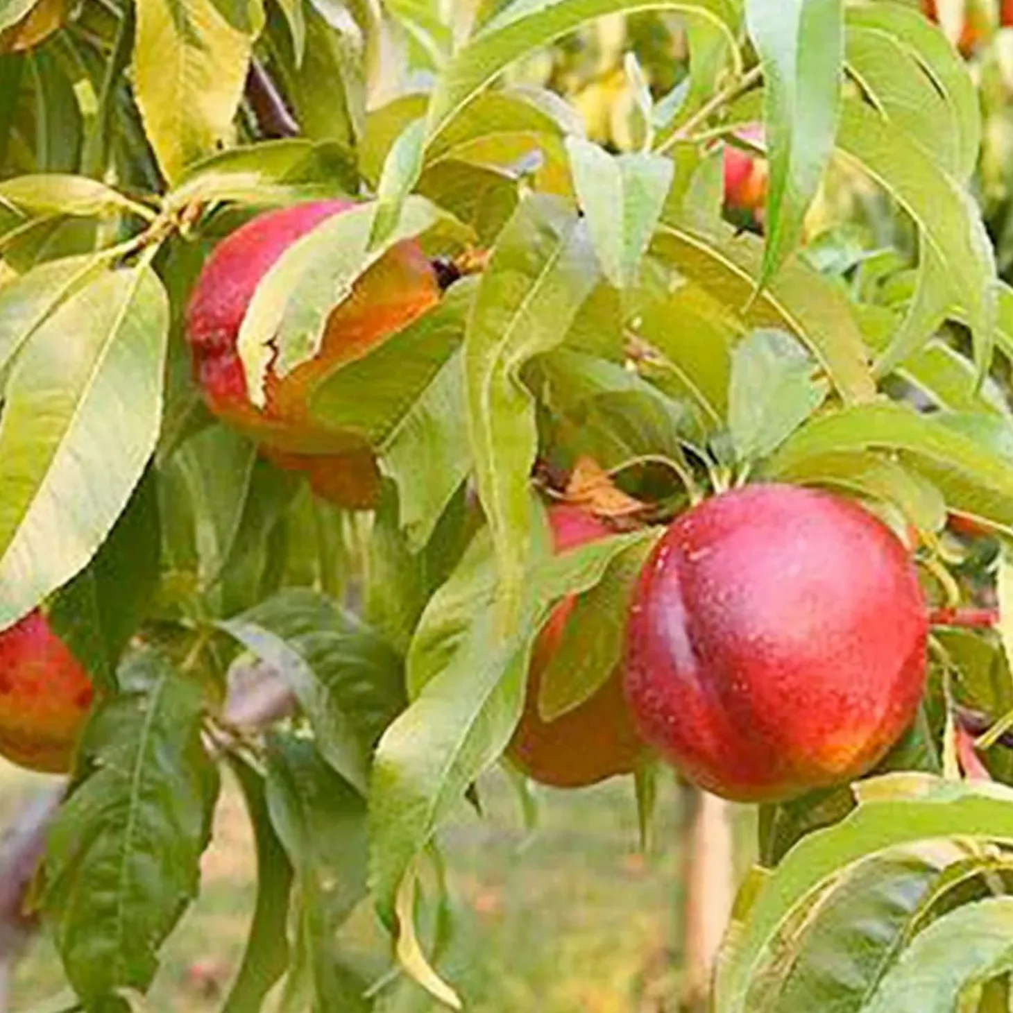 Fruit Trees>Roger's Gardens Nectarine 'Goldmine' - Semi-Dwarf - #15 Gallon