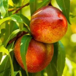 Fruit Trees>Roger's Gardens Nectarine 'Panamint' - Semi-Dwarf - 24" Box
