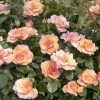 Landscape Plants>Roger's Gardens Nitty Peach Pink™ - 5 Gallon