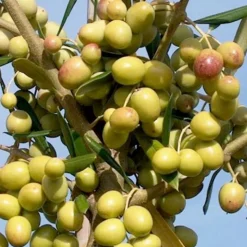 Fruit Trees>Roger's Gardens Olea Europaea 'Arbosana' - #5 Gallon