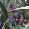 Fruit Trees>Roger's Gardens Olea Europaea 'Frantoio' - #5 Gallon