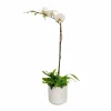 Original Design Arrangements>Roger's Gardens Orchid & Greens In Medium White Pot
