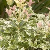 Landscape Plants>Roger's Gardens Osmanthus 'Goshiki' - Goshiki Osmanthus - 1 Gallon