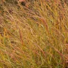 Landscape Plants>Roger's Gardens Panicum Vir. 'shenandoah' - Shenandoah Panic Grass - 1 Gallon