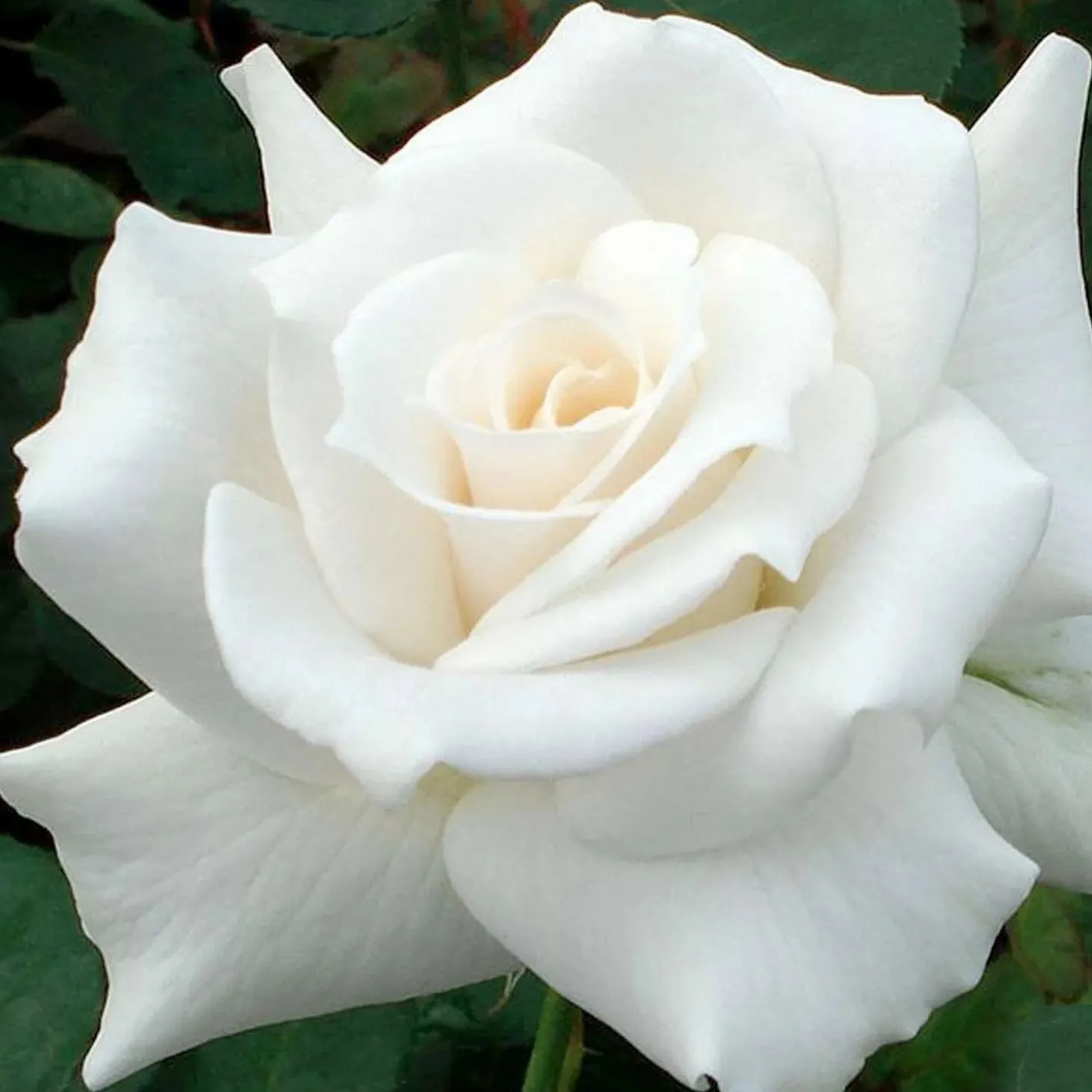 Roses>Roger's Gardens Pascali - 5 Gallon