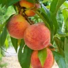 Fruit Trees>Roger's Gardens Peach 'August Pride' - Semi-Dwarf - 24" Box