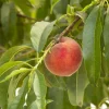 Landscape Plants>Roger's Gardens Peach 'Desert Gold' - #10 Gallon