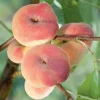 Fruit Trees>Roger's Gardens Peach 'Donut' (Stark Saturn)' - Semi-Dwarf - 24" Box