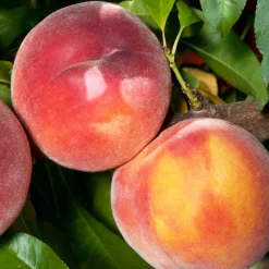 Fruit Trees>Roger's Gardens Peach 'Eva's Pride' Semi-Dwarf - 5 Gallon