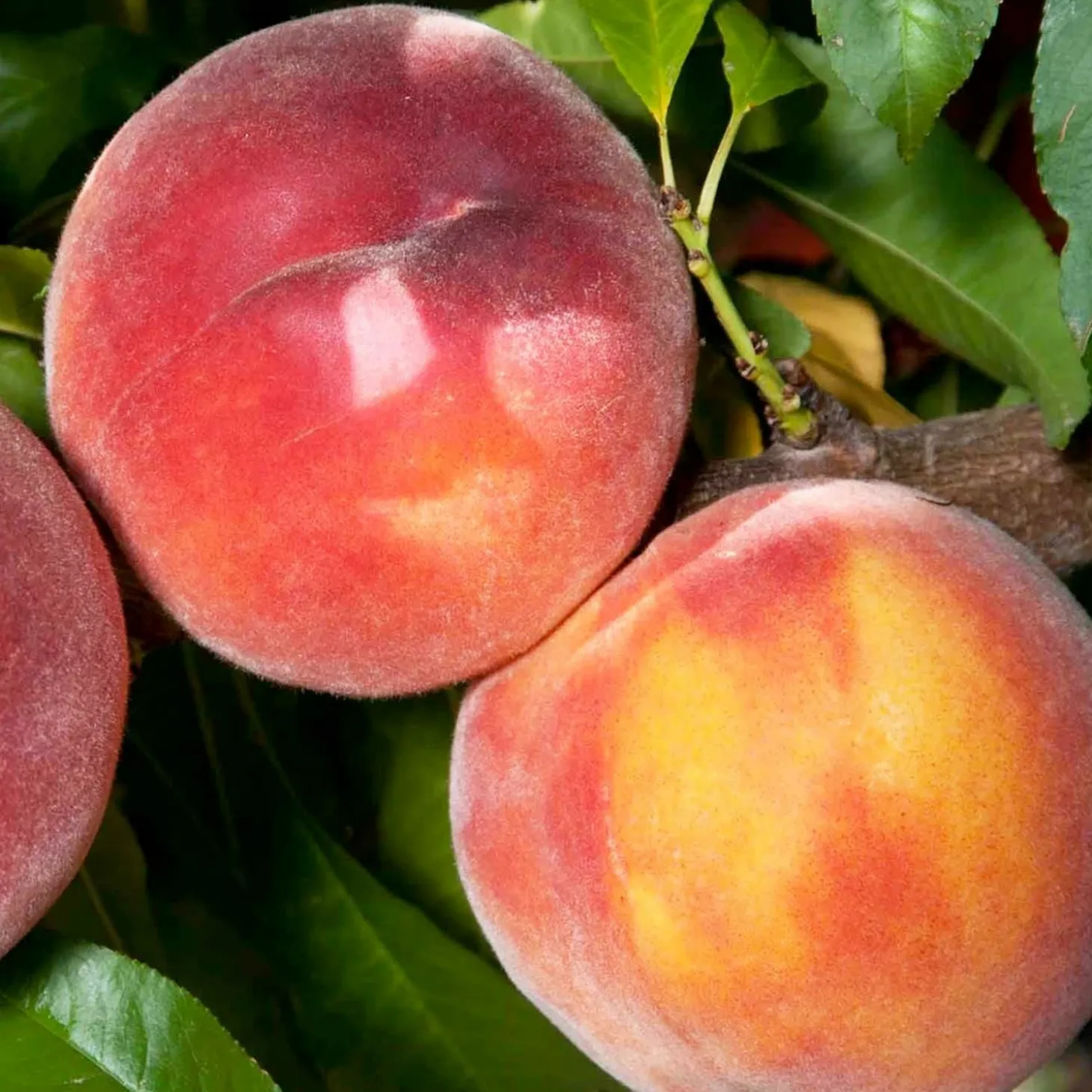 Fruit Trees>Roger's Gardens Peach 'Eva's Pride' Semi-Dwarf - 5 Gallon
