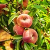 Fruit Trees>Roger's Gardens Peach 'stark Saturn' Semi Dwarf - #5 Gallon