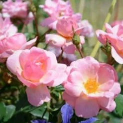 Roses>Roger's Gardens Peachy Knock Out - 2 Gallon