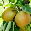 Fruit Trees>Roger's Gardens Pear 'Asian Shinseiki' - #5 Gallon