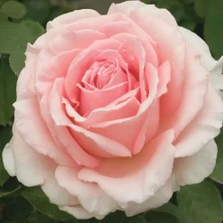 Roses>Roger's Gardens Pearly Gates - 5 Gallon