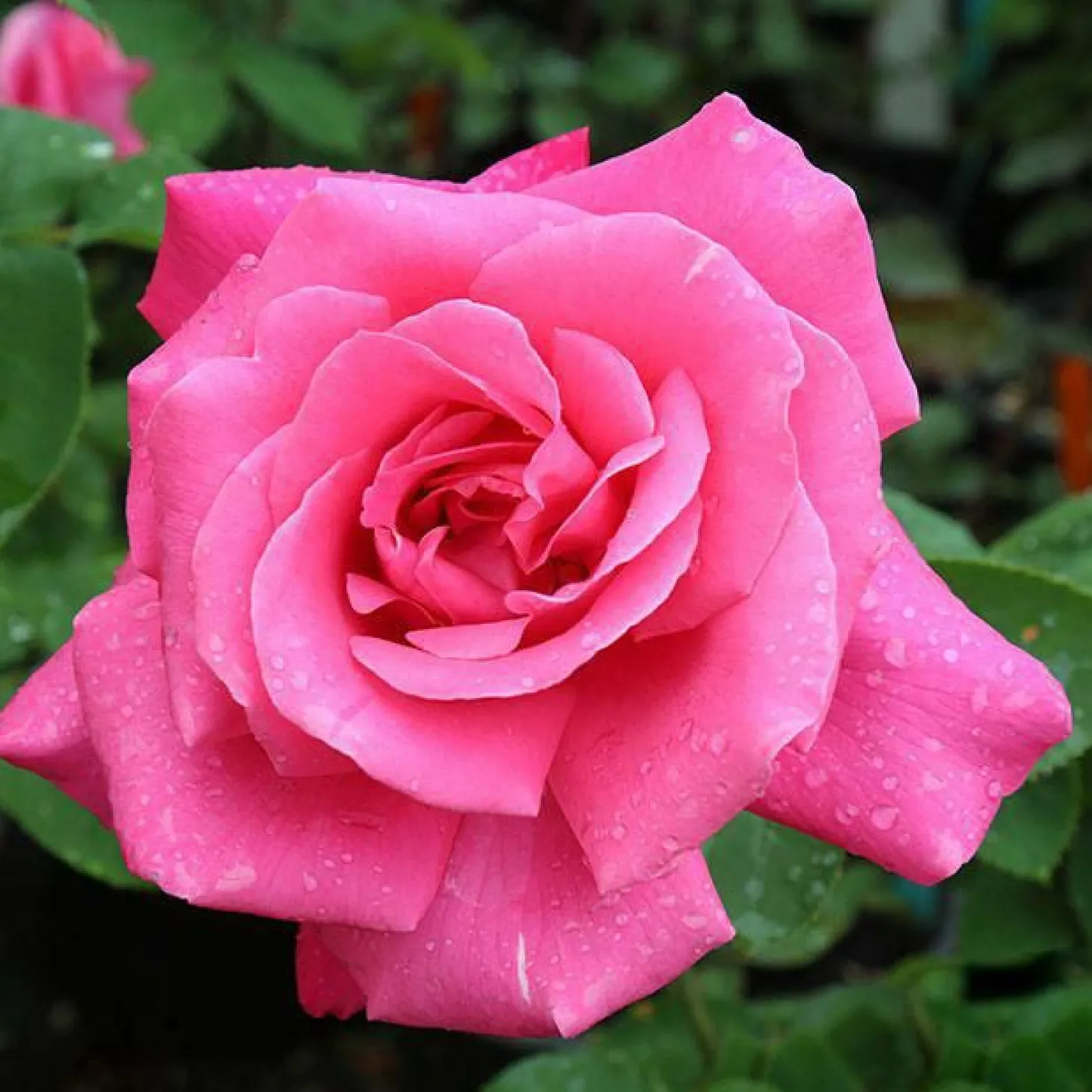 Roses>Roger's Gardens Perfect Delight - 5 Gallon