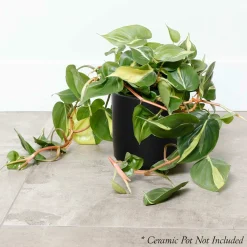 Indoor Plants>Roger's Gardens Philodendron Cordatum 'Brasil ' - 6In