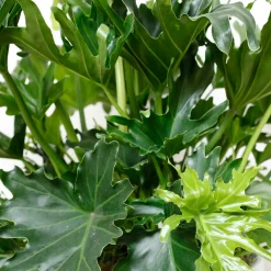 Indoor Plants>Roger's Gardens Philodendron Lickety Split - 8In